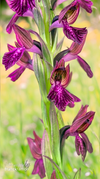 20240525-Anacamptis_coriophora_sspfragranspapilionacea--2.jpg