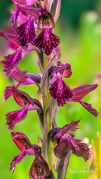 20240525-Anacamptis_coriophora_sspfragranspapilionacea--3.jpg