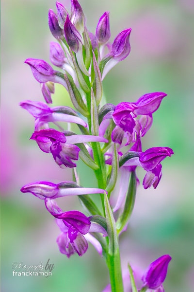 20240526-Anacamptis_coriophora_sspfragranspyramidalis--2.jpg