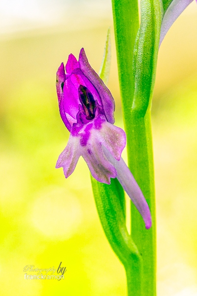 20240526-Anacamptis_coriophora_sspfragranspyramidalis-.jpg