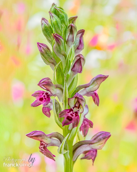 20240528-Anacamptis_coriophora.jpg