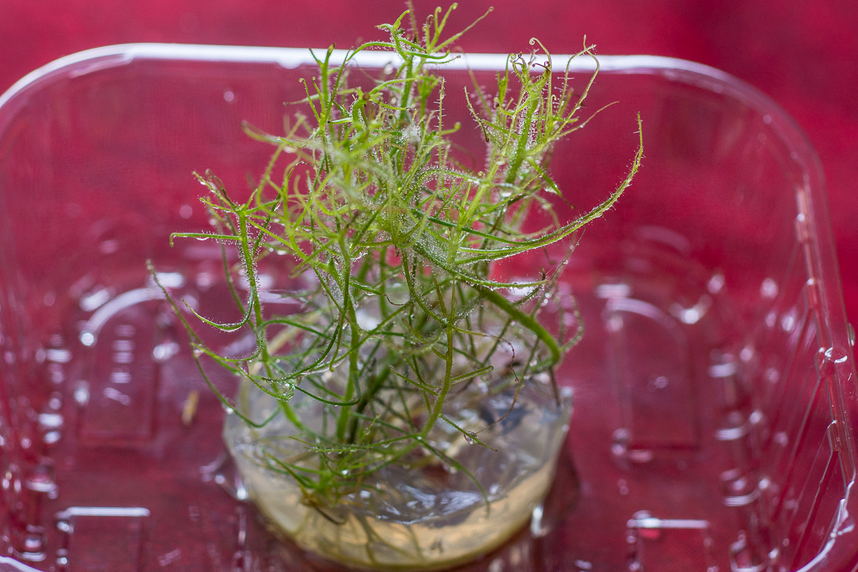 Byblis liniflora