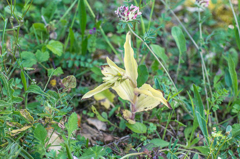 Epipactis helleborine