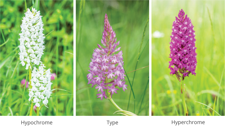 Anacamptis hypochrome