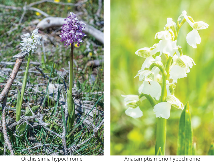 Anacamptis morio hypochrome