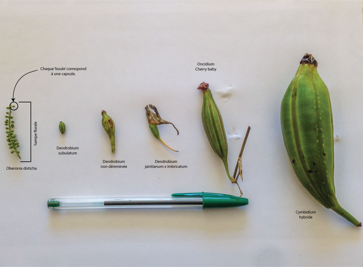 Différentes capsules d’Orchidées