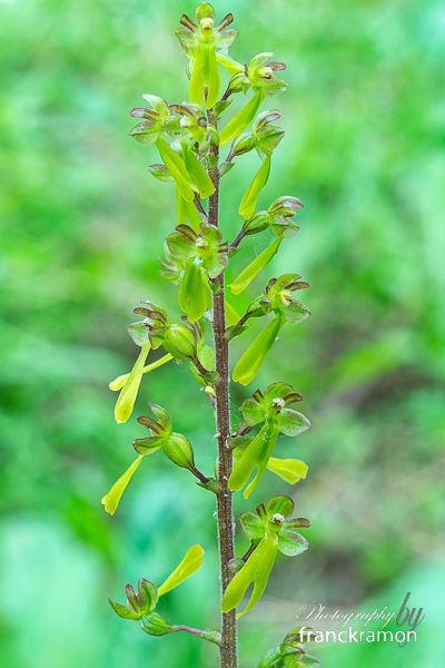 neottiaovata-2.jpg