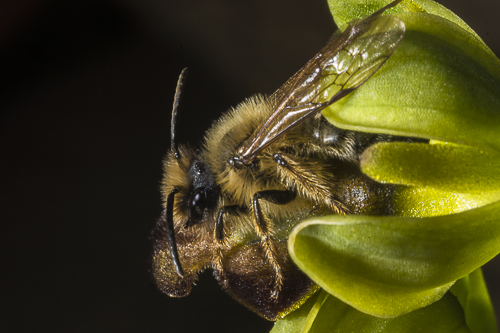 Ophrys lupercalis et Andrena nigroaenea