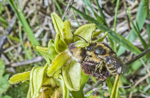 Ophrys marzuola et adrena sp