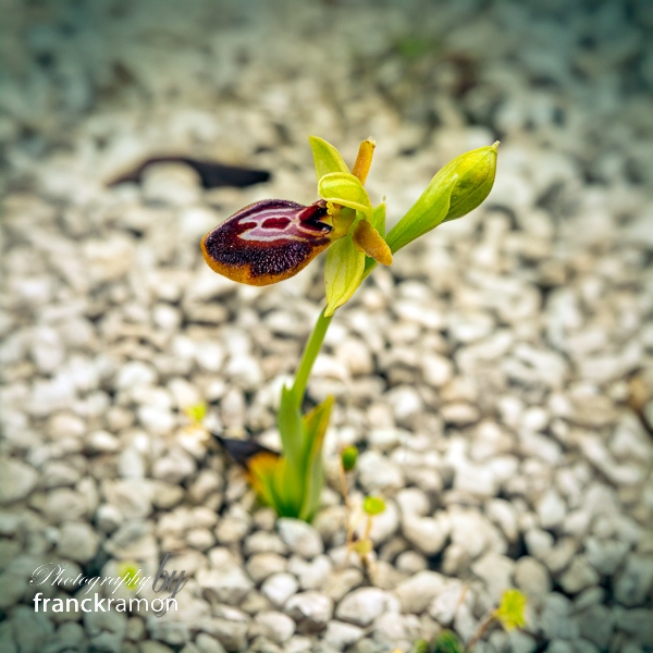 20240505-Ophrys_magniflora_x_lutea-2.jpg