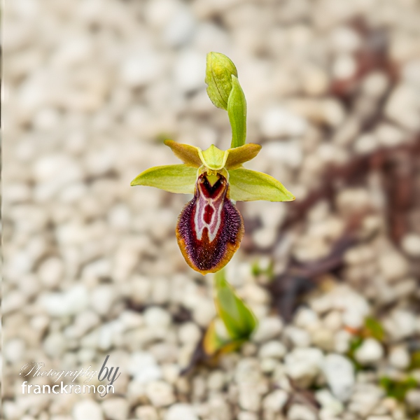 20240505-Ophrys_magniflora_x_lutea.jpg