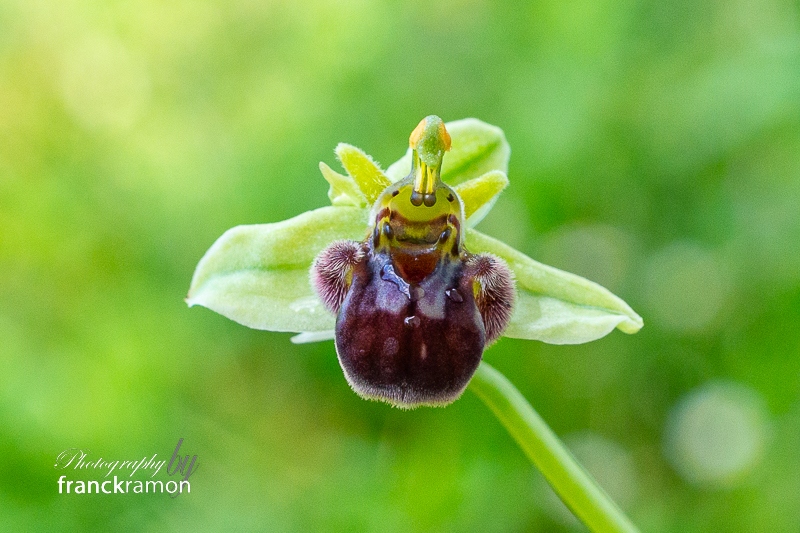 20240515-Ophrys_apifera_x_bombyliflora-2.jpg