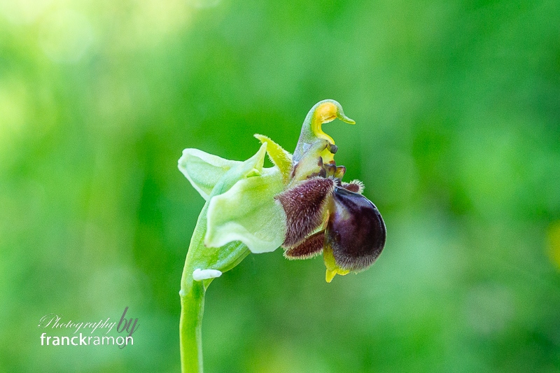 20240515-Ophrys_apifera_x_bombyliflora-3.jpg