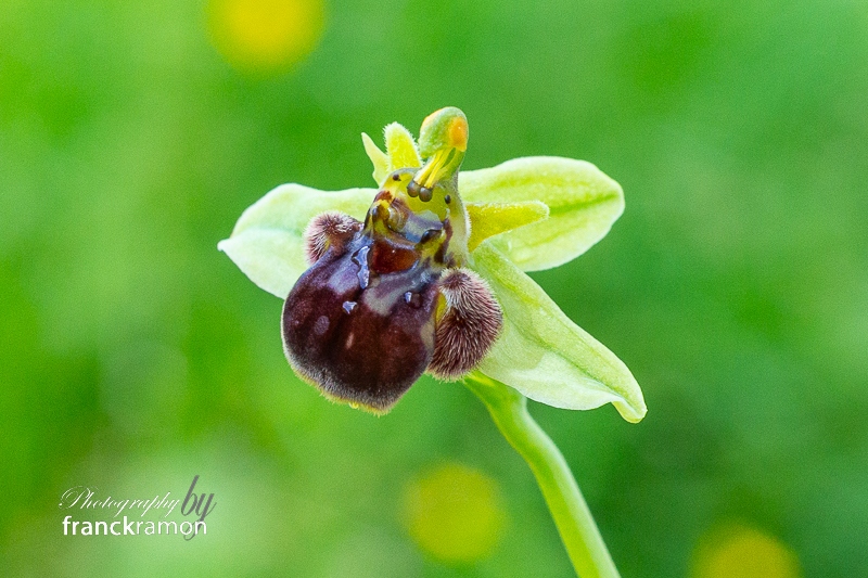 20240515-Ophrys_apifera_x_bombyliflora.jpg